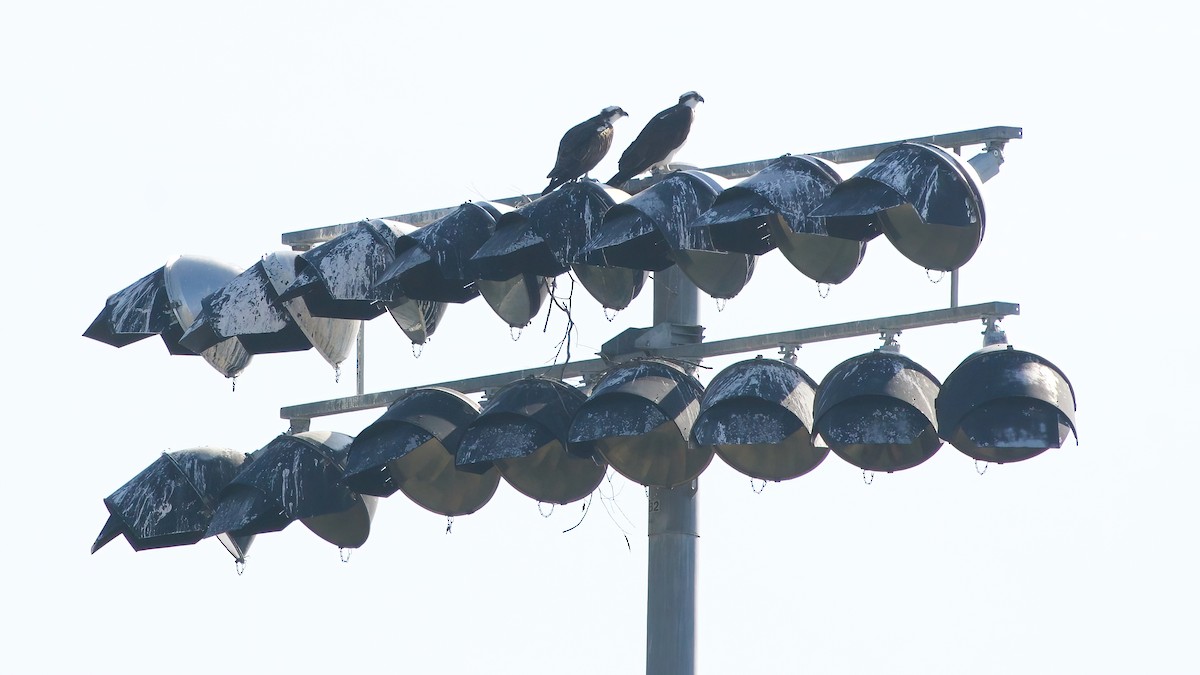 Falco pescatore - ML646254137