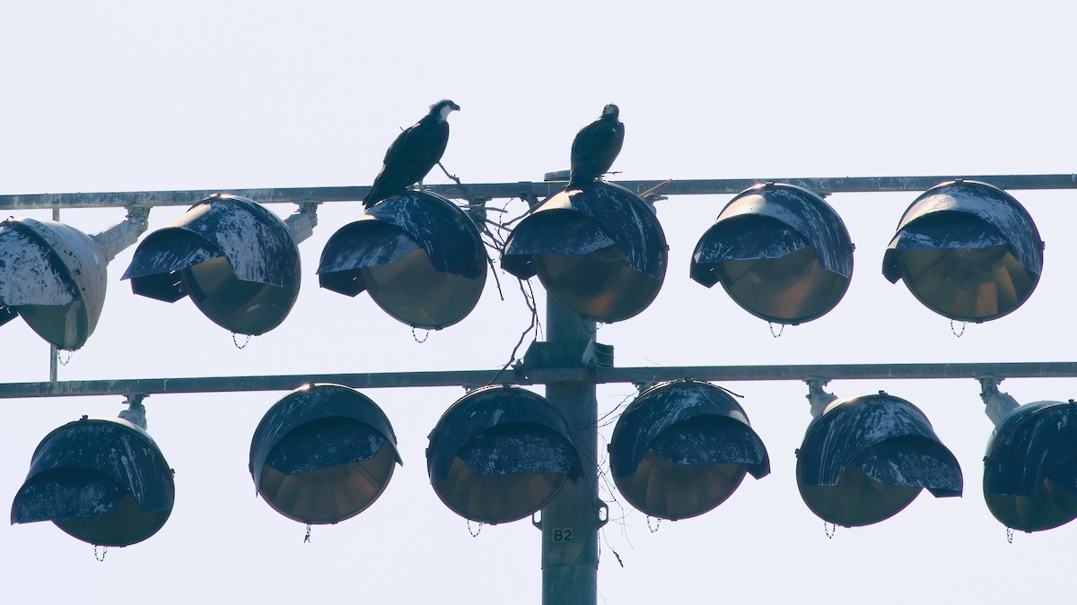 Falco pescatore - ML646254138