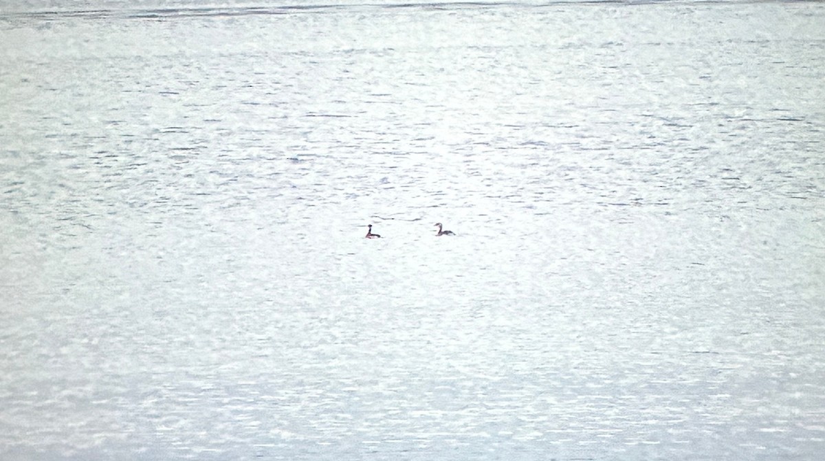 Horned Grebe - ML646254139