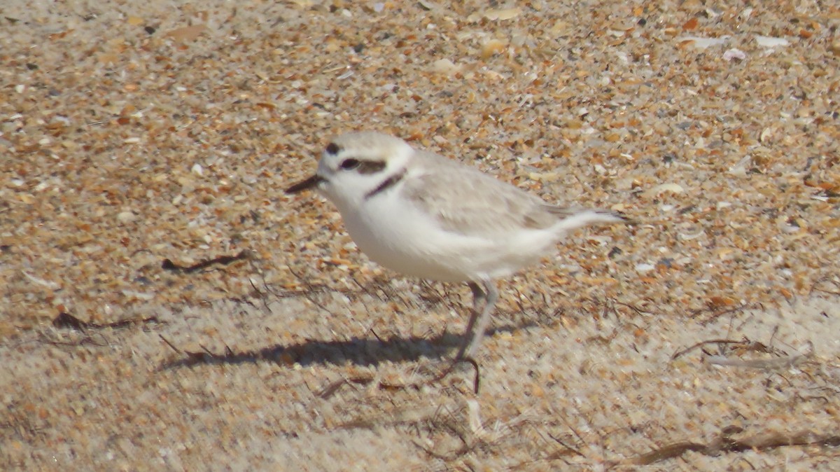 Snowy Plover - ML646254140