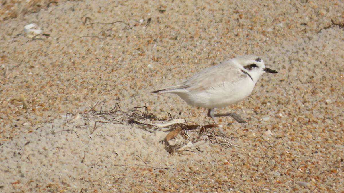 Snowy Plover - ML646254141