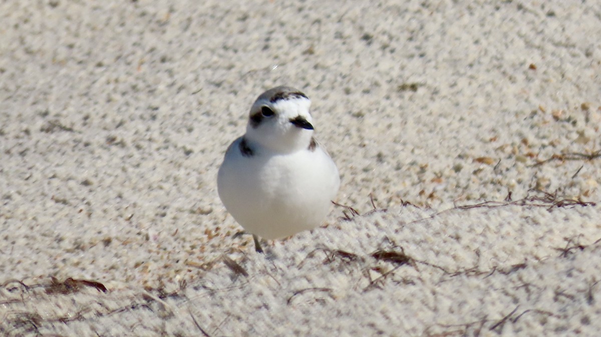 Snowy Plover - ML646254142