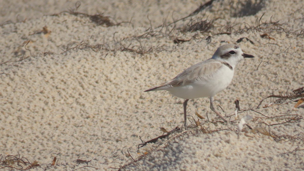 Snowy Plover - ML646254143