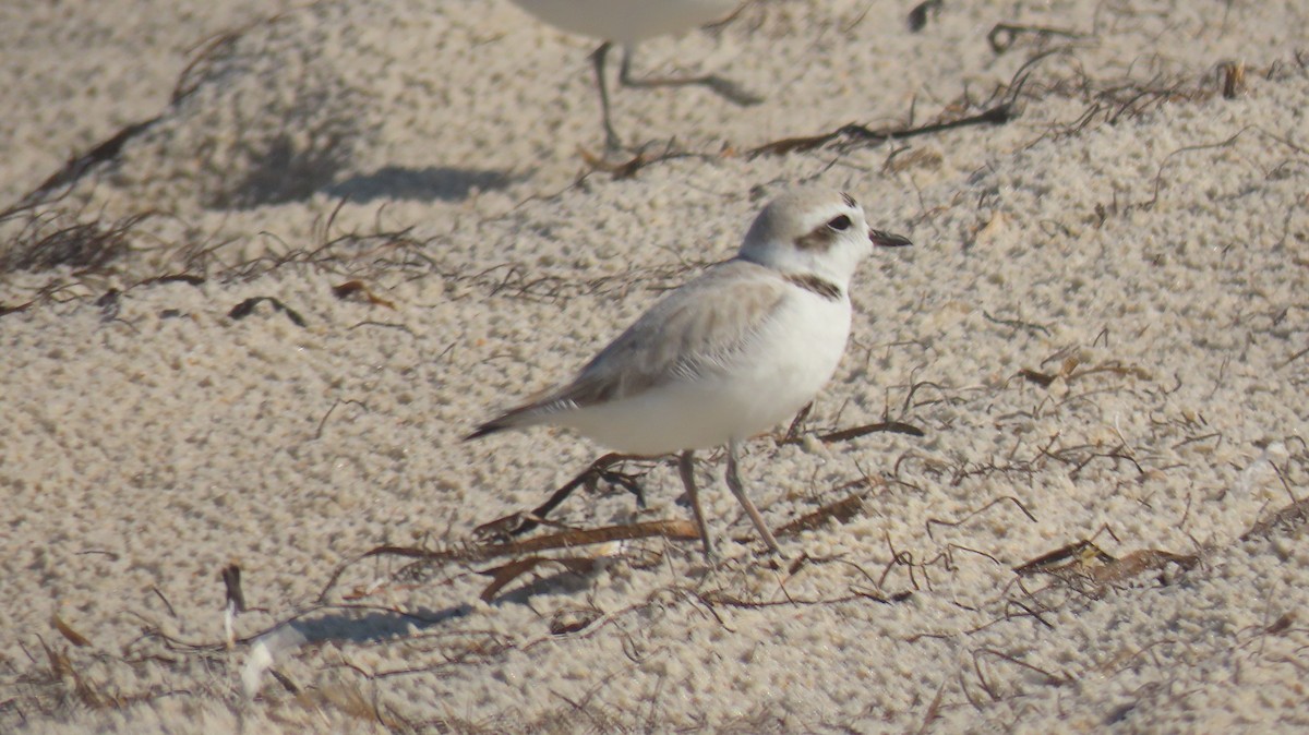 Snowy Plover - ML646254144