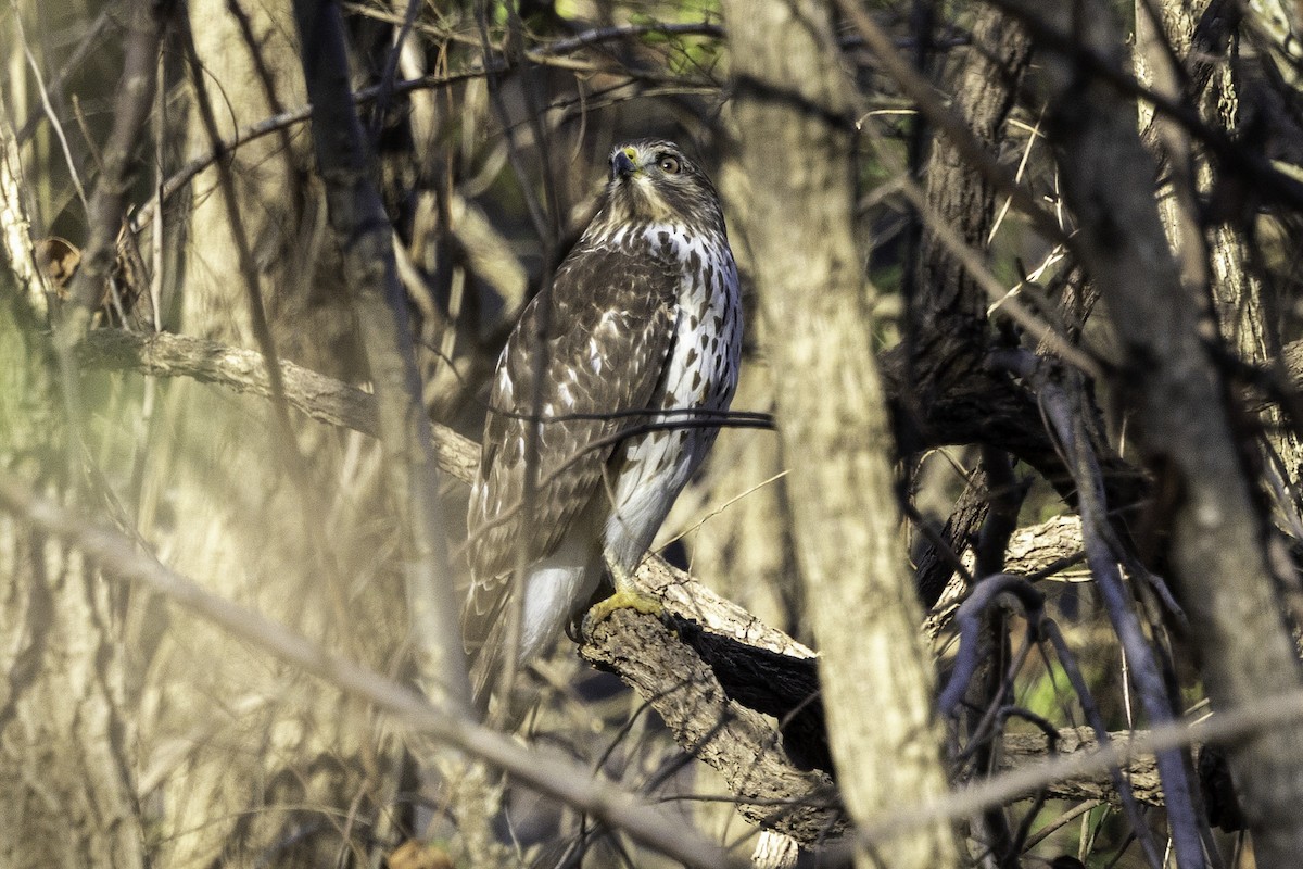 Red-shouldered Hawk - ML646254145