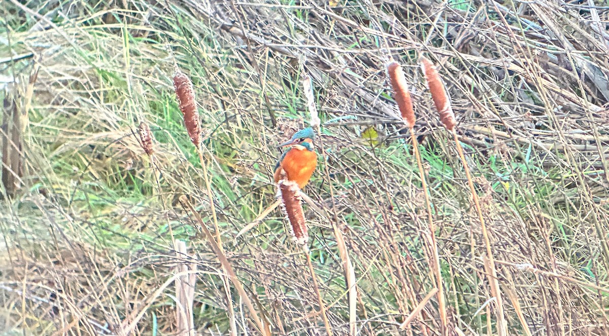 Common Kingfisher - ML646254146