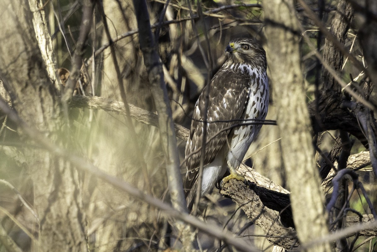 Red-shouldered Hawk - ML646254147