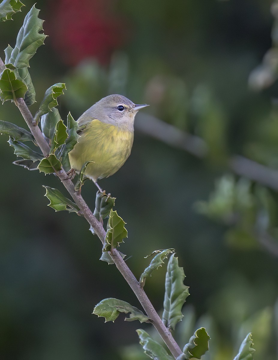 Orange-crowned Warbler - ML646254149