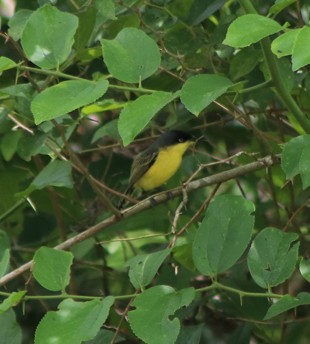 Common Tody-Flycatcher - ML646254150