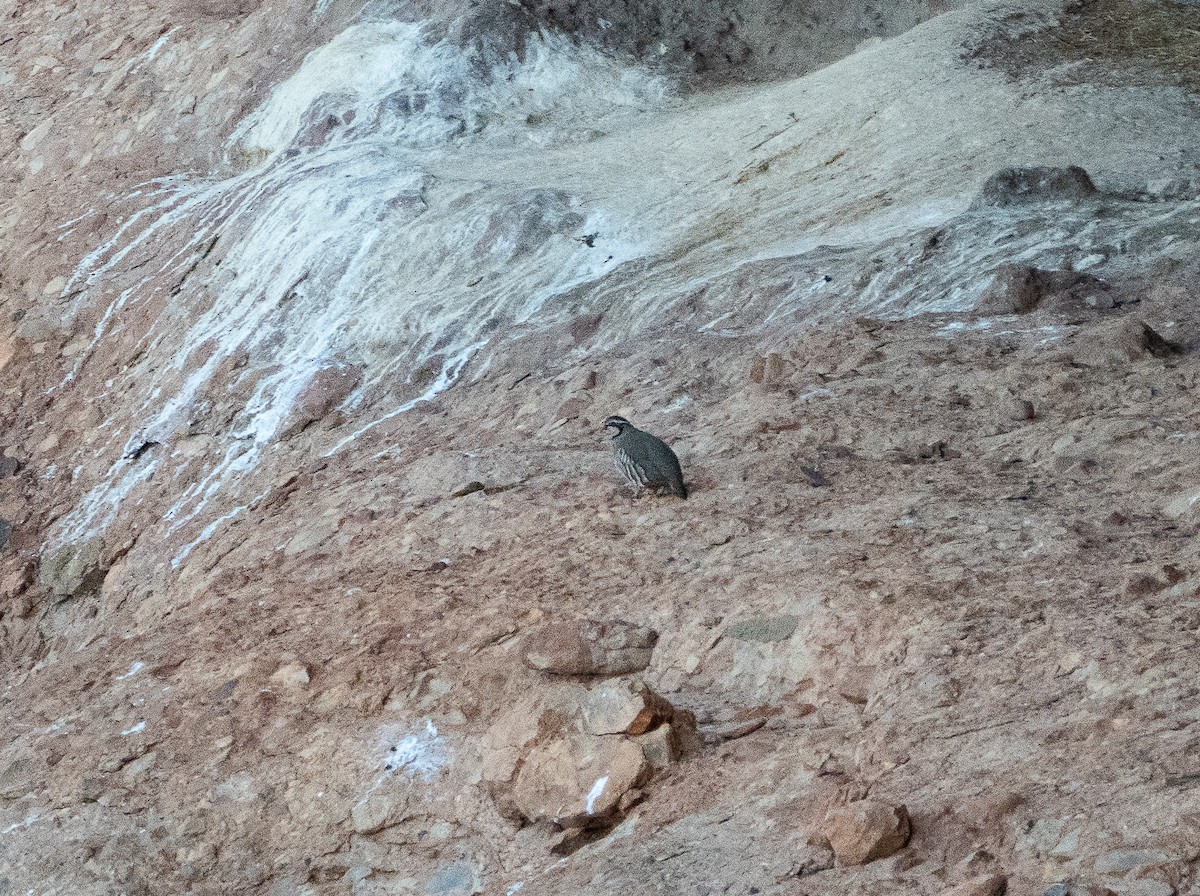 Red-legged Partridge - ML646254155