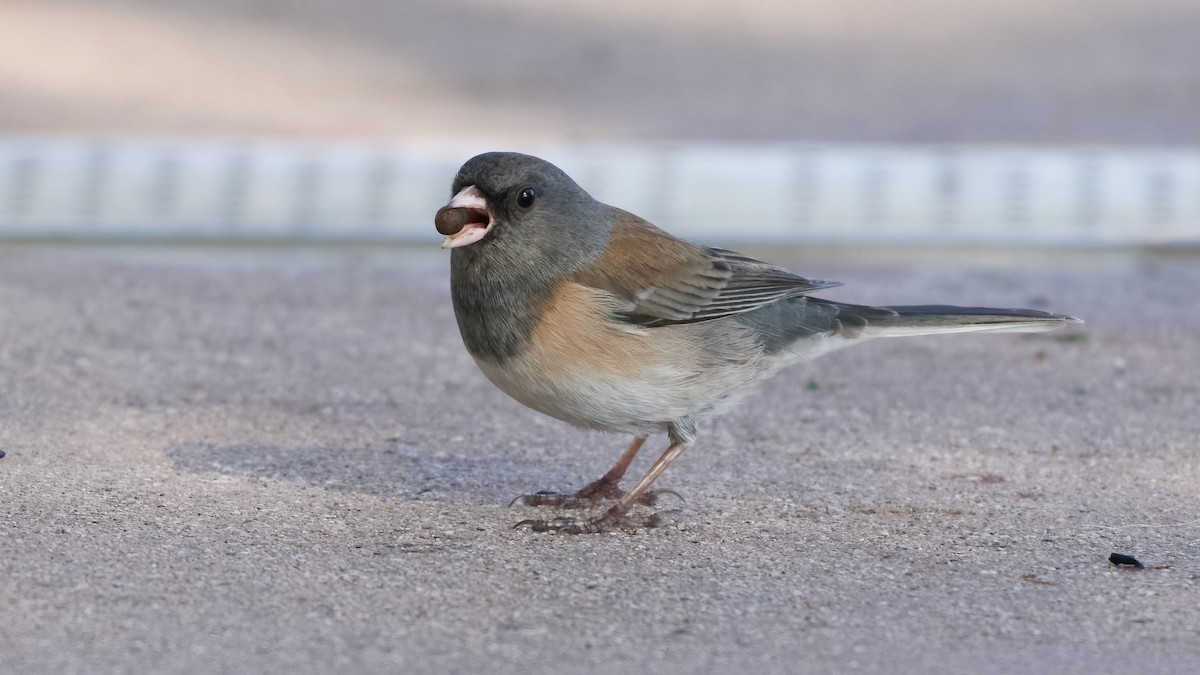 Dark-eyed Junco (Oregon) - ML646254158