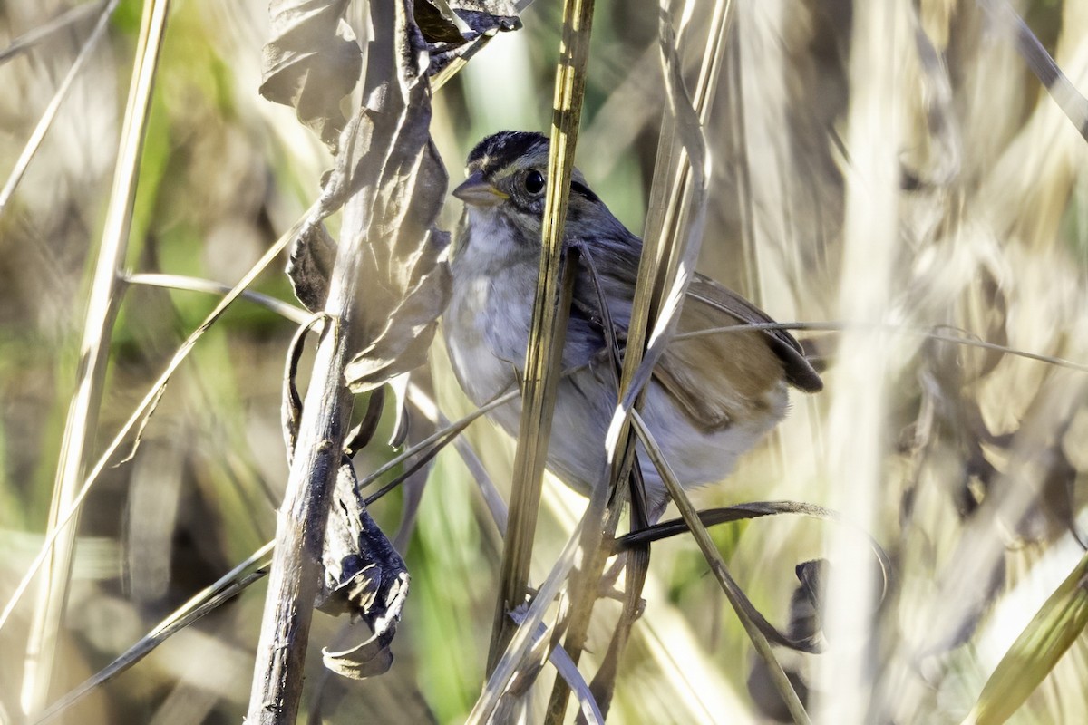 Swamp Sparrow - ML646254159