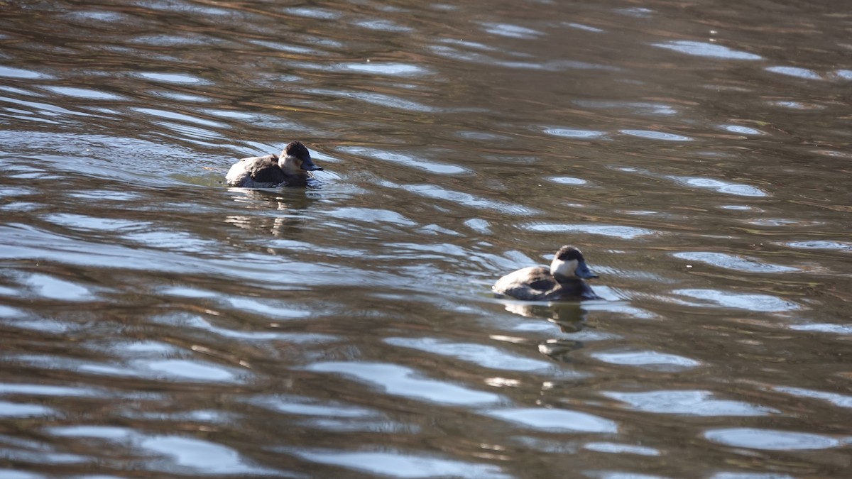 Amerika Dikkuyruğu - ML646254161