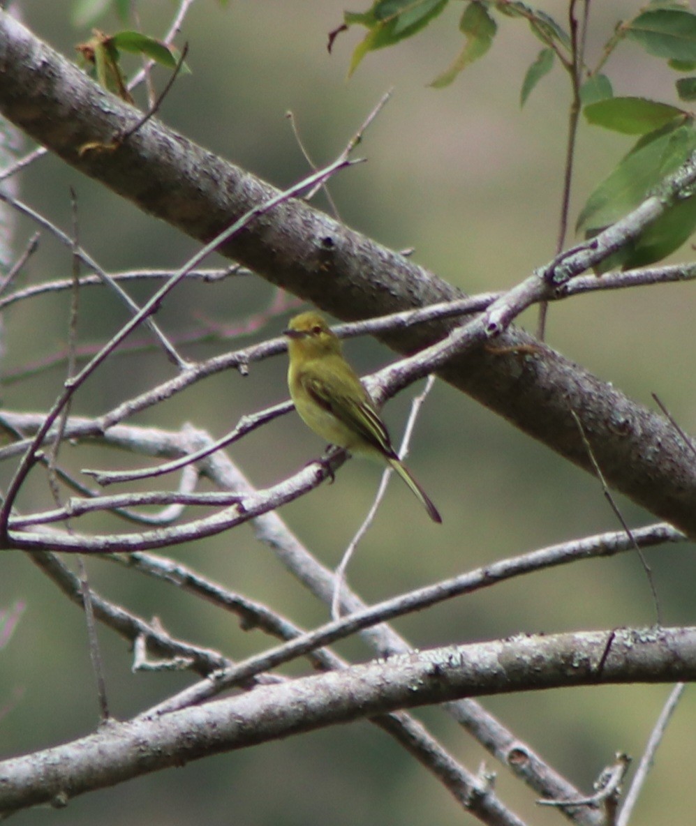 Ochre-lored Flatbill - ML646254163