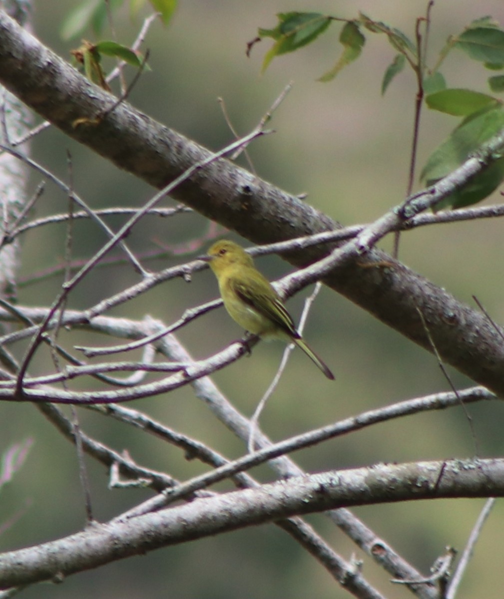 Ochre-lored Flatbill - ML646254164