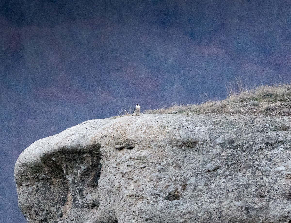 Peregrine Falcon - ML646254165