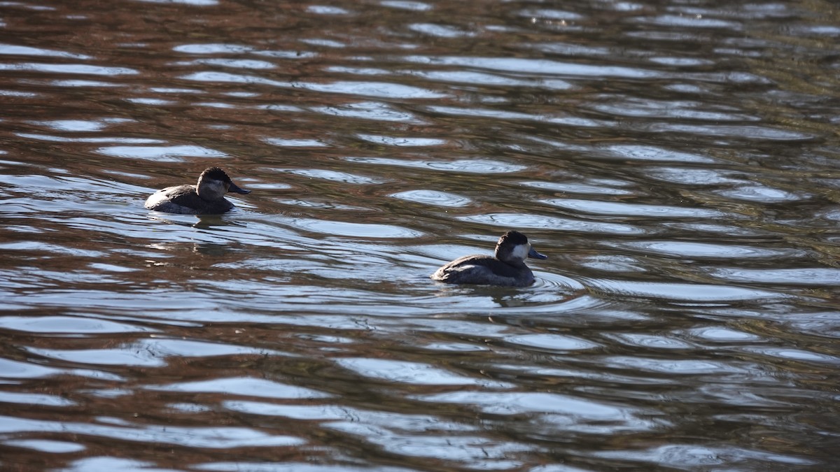 Amerika Dikkuyruğu - ML646254166