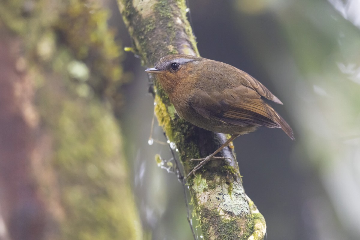Rufous Gnateater - ML646254168