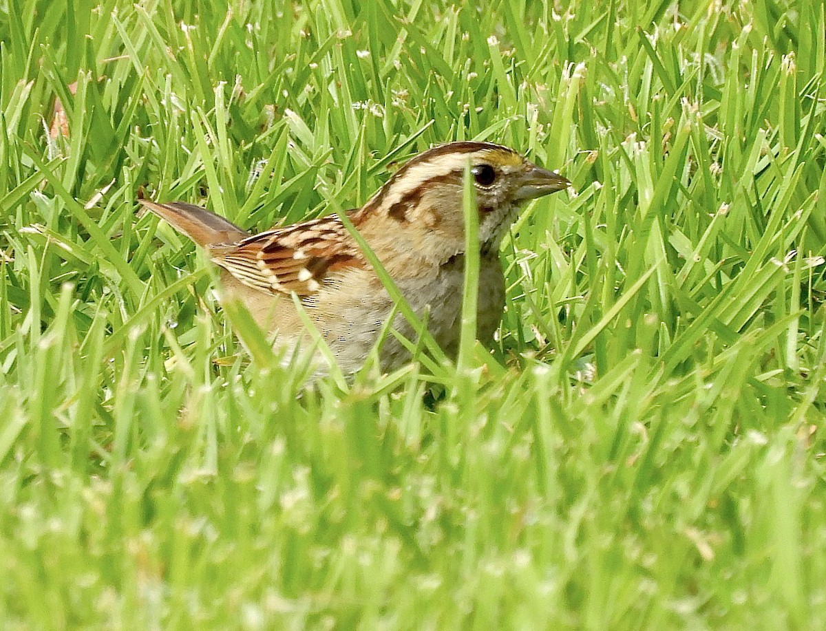 White-throated Sparrow - ML646254170