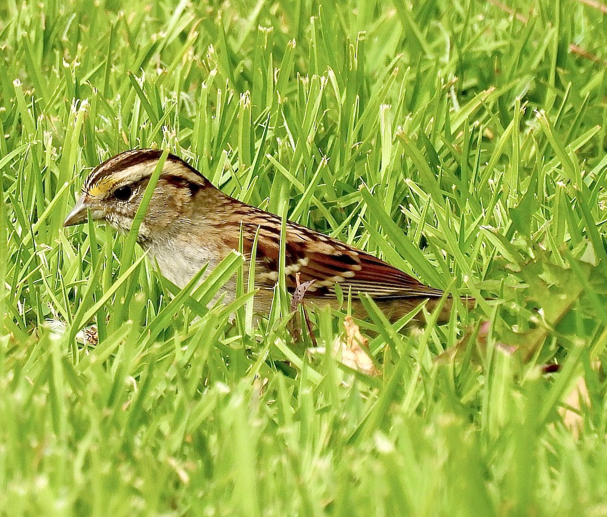 White-throated Sparrow - ML646254171