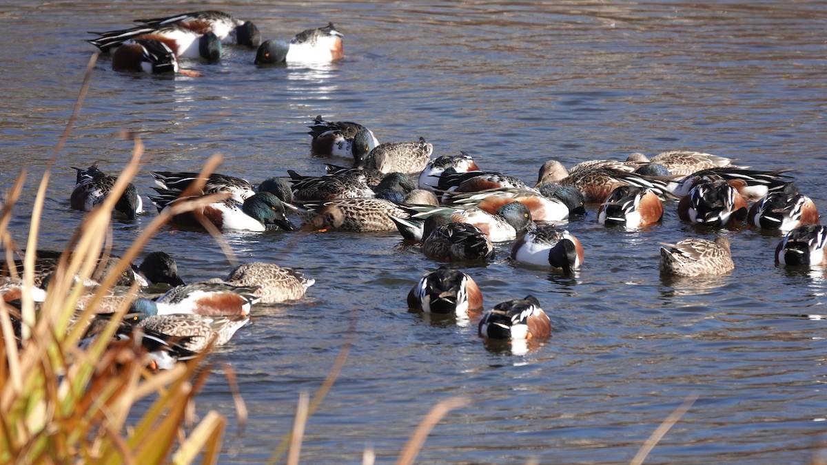 Northern Shoveler - ML646254172