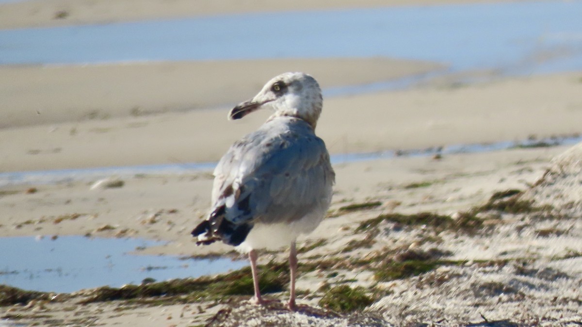 American Herring Gull - ML646254173