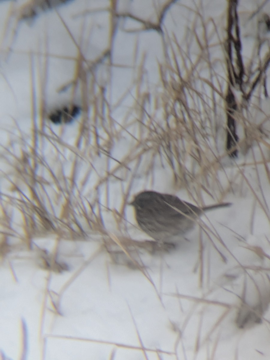 Song Sparrow - ML646254175
