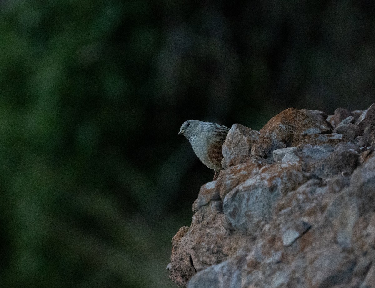 Alpine Accentor - ML646254176