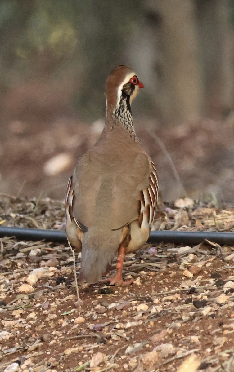 Red-legged Partridge - ML646254177