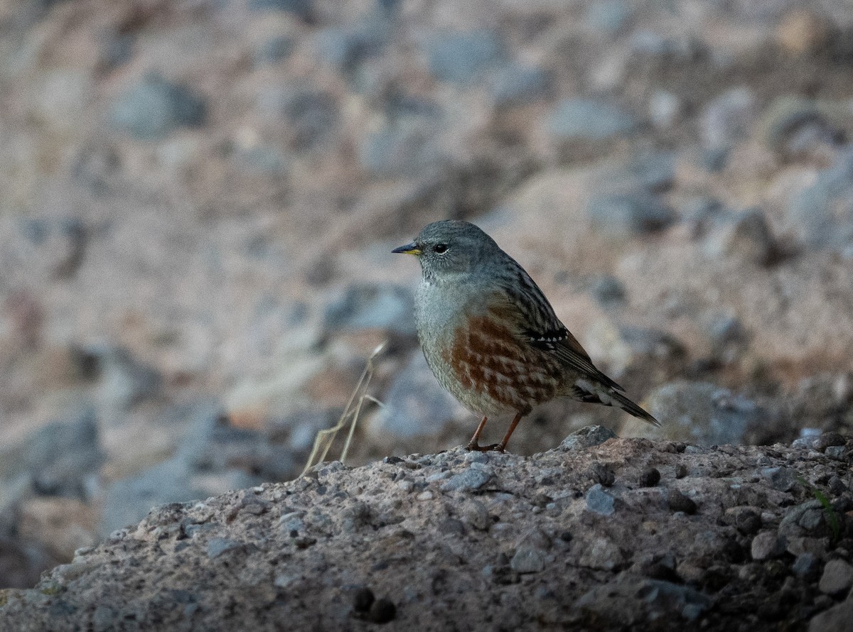 Alpine Accentor - ML646254178
