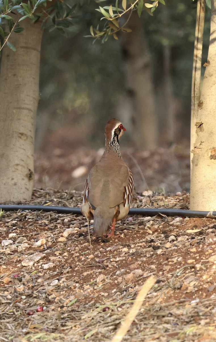 Red-legged Partridge - ML646254180
