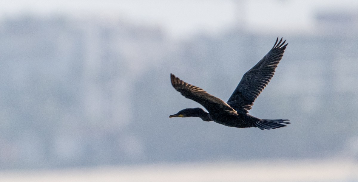 Neotropic Cormorant - ML646254181