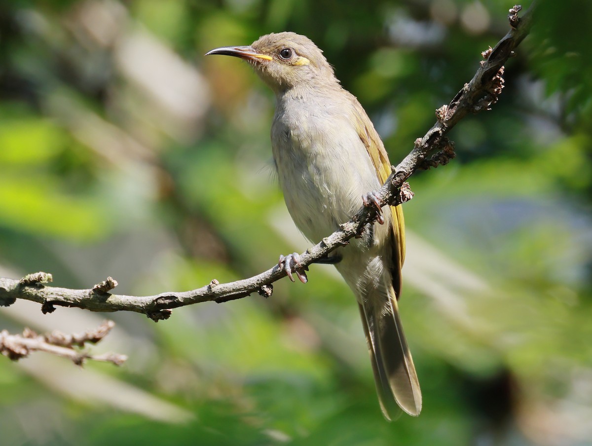 Brown Honeyeater - ML646254182