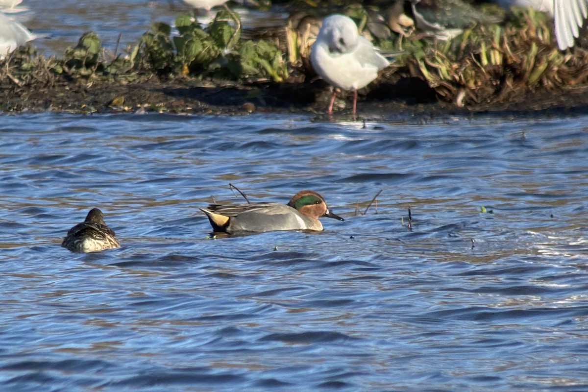 Green-winged Teal (American) - ML646254183