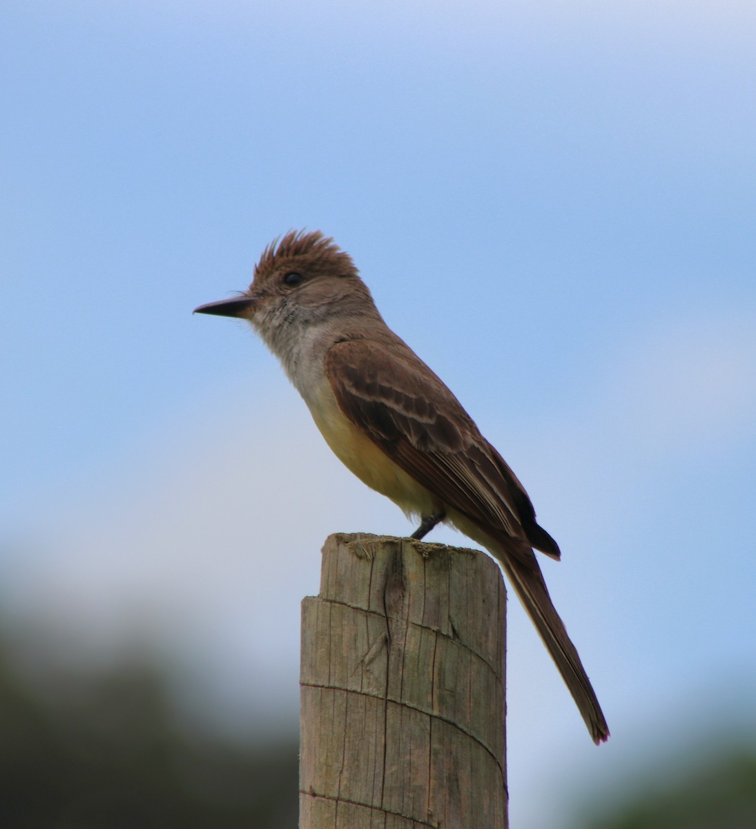 Brown-crested Flycatcher - ML646254184