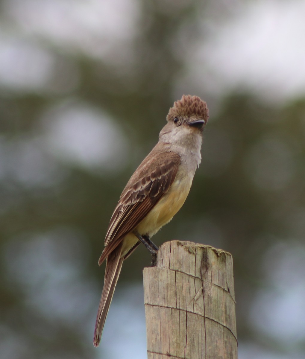 Brown-crested Flycatcher - ML646254185