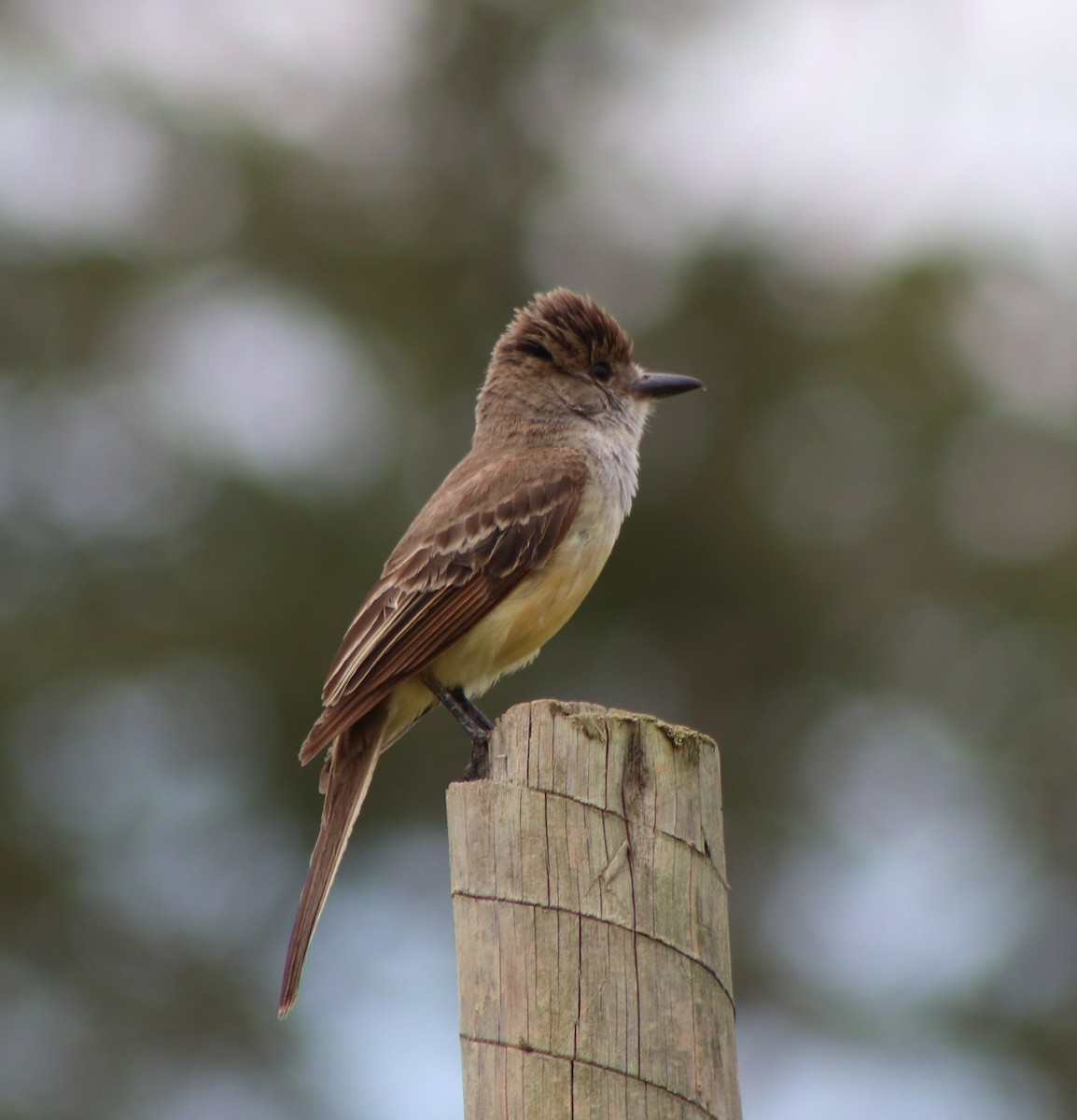 Brown-crested Flycatcher - ML646254186