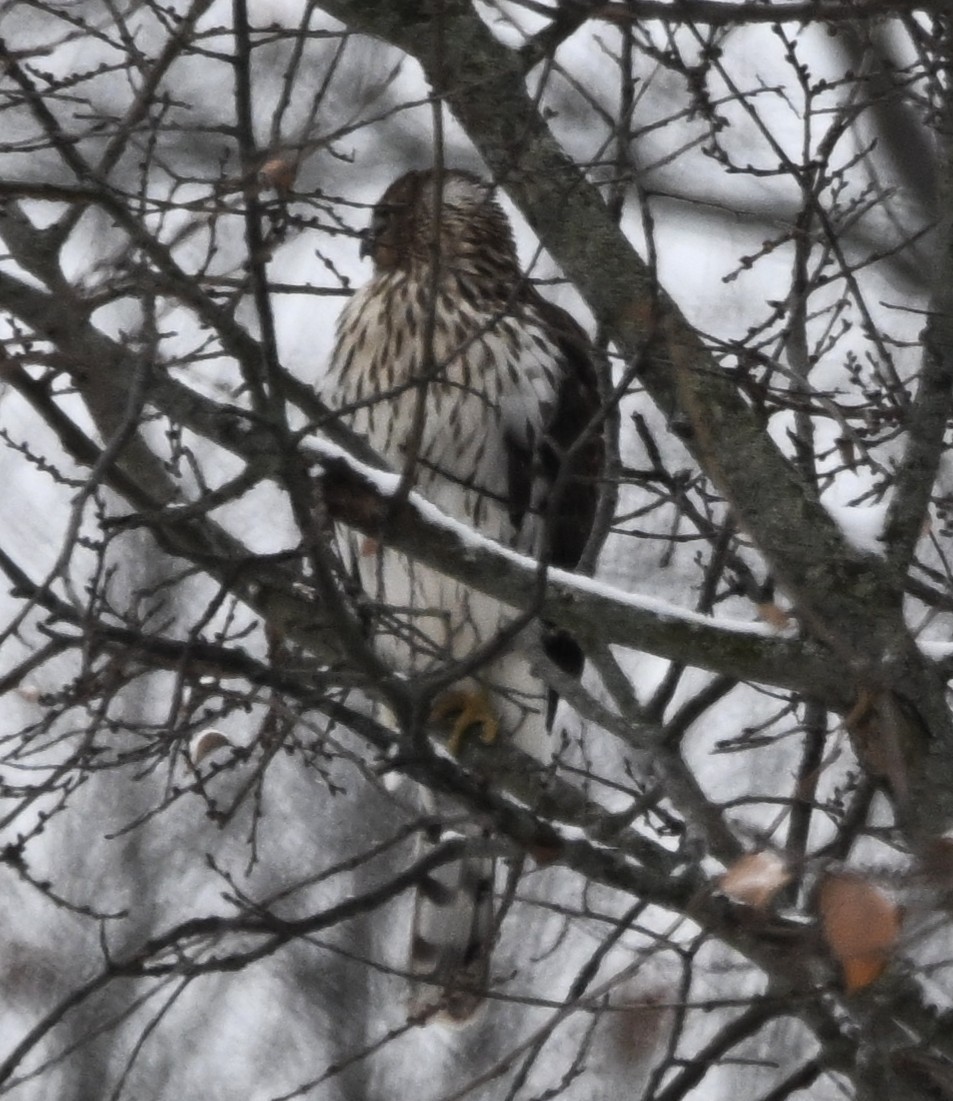 Cooper's Hawk - ML646254187