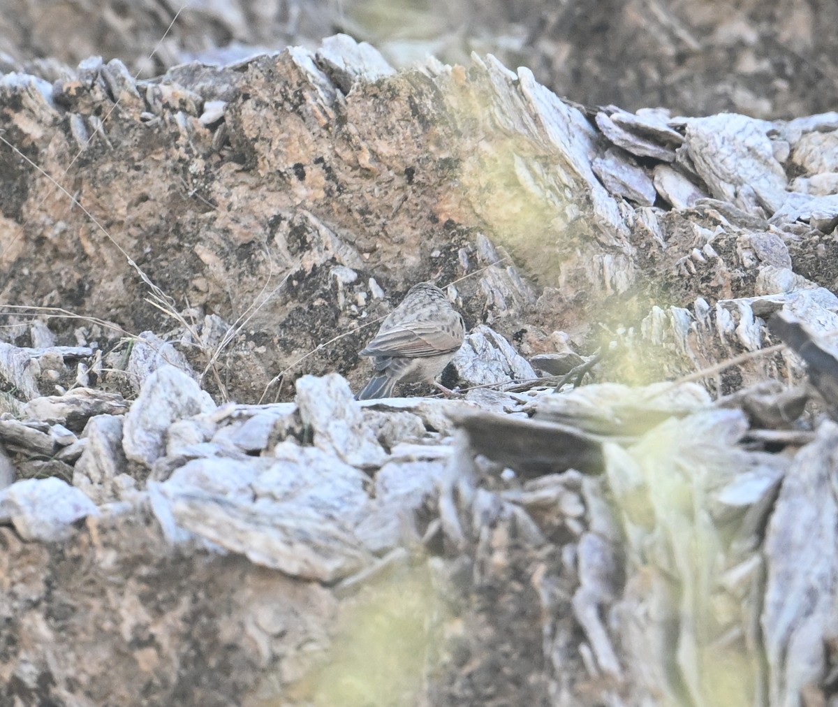 Striolated Bunting - ML646254188