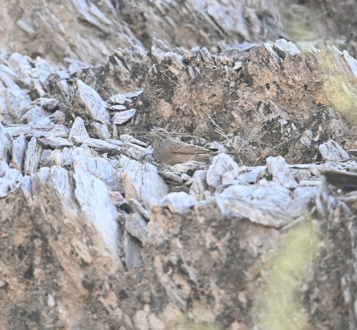 Striolated Bunting - ML646254189
