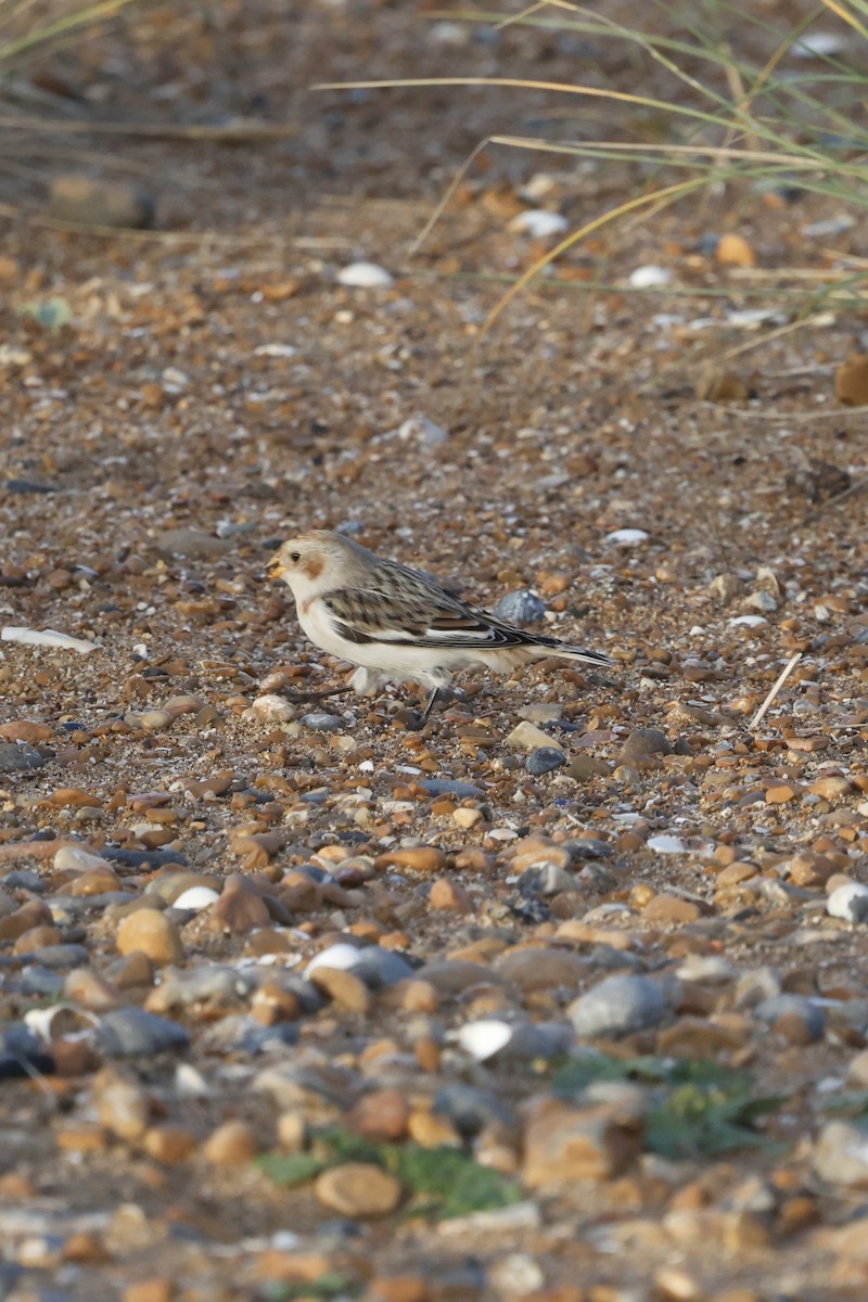 Snow Bunting - ML646254190