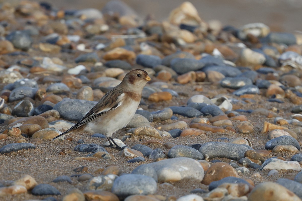 Snow Bunting - ML646254191