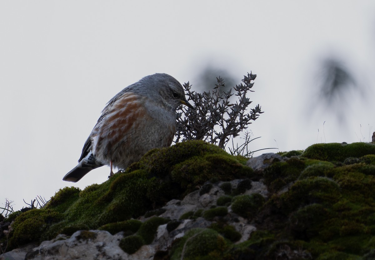 Alpine Accentor - ML646254197