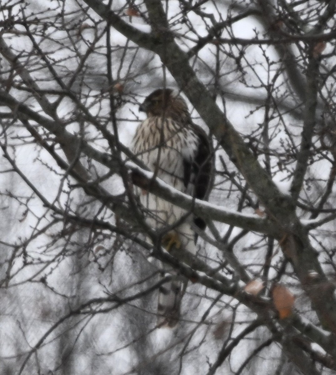 Cooper's Hawk - ML646254198