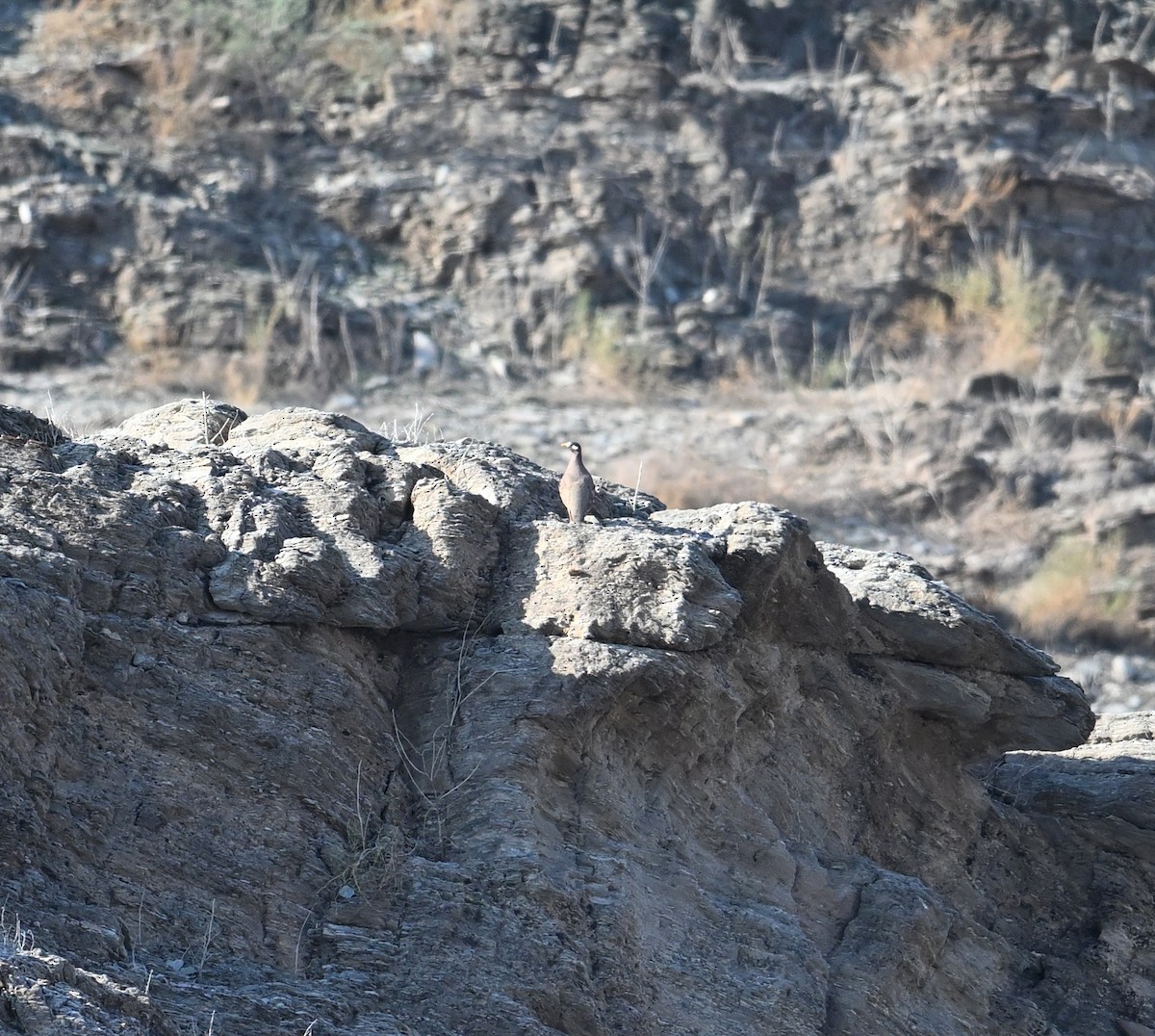 Sand Partridge - ML646254199