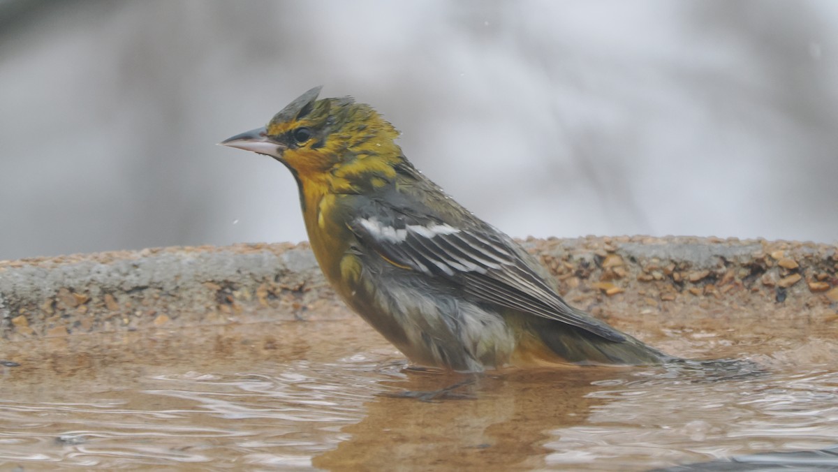 Bullock's Oriole - ML646254201