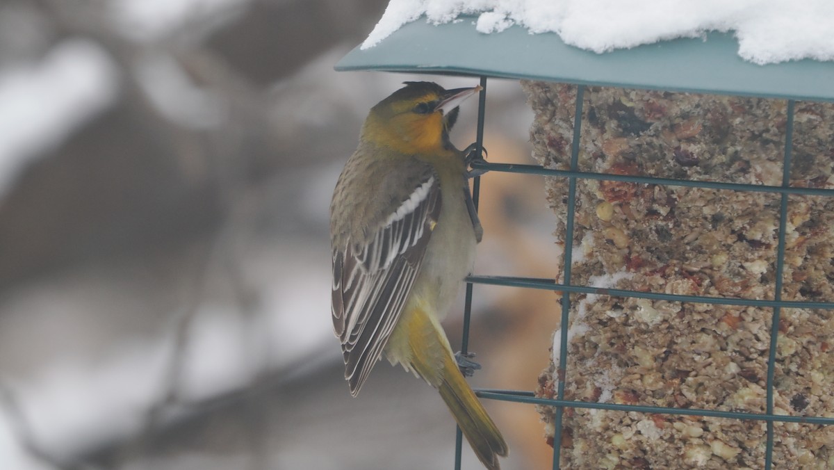 Bullock's Oriole - ML646254202