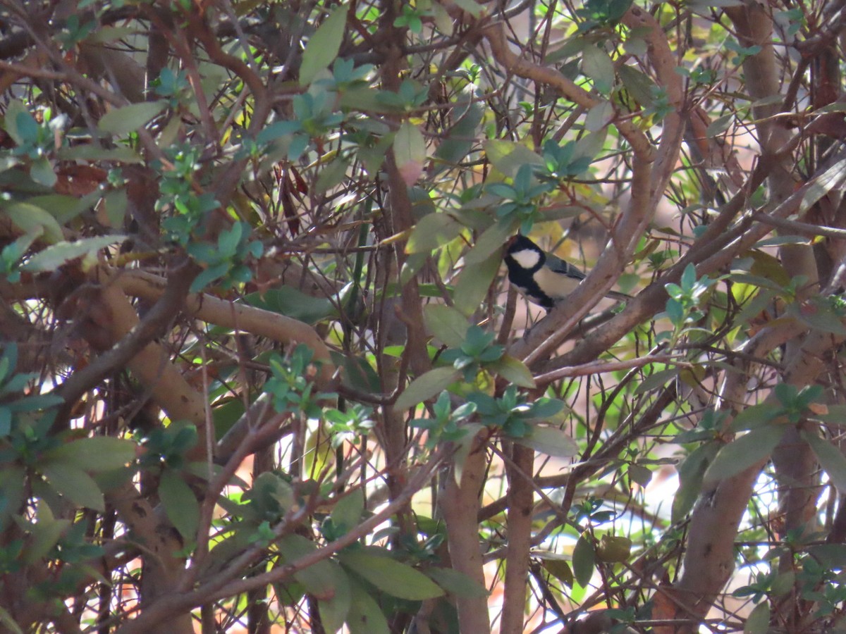 Asian Tit - ML646254205