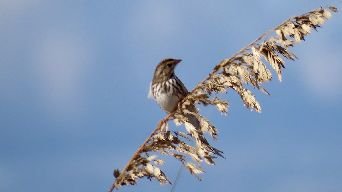 Savannah Sparrow - ML646254207