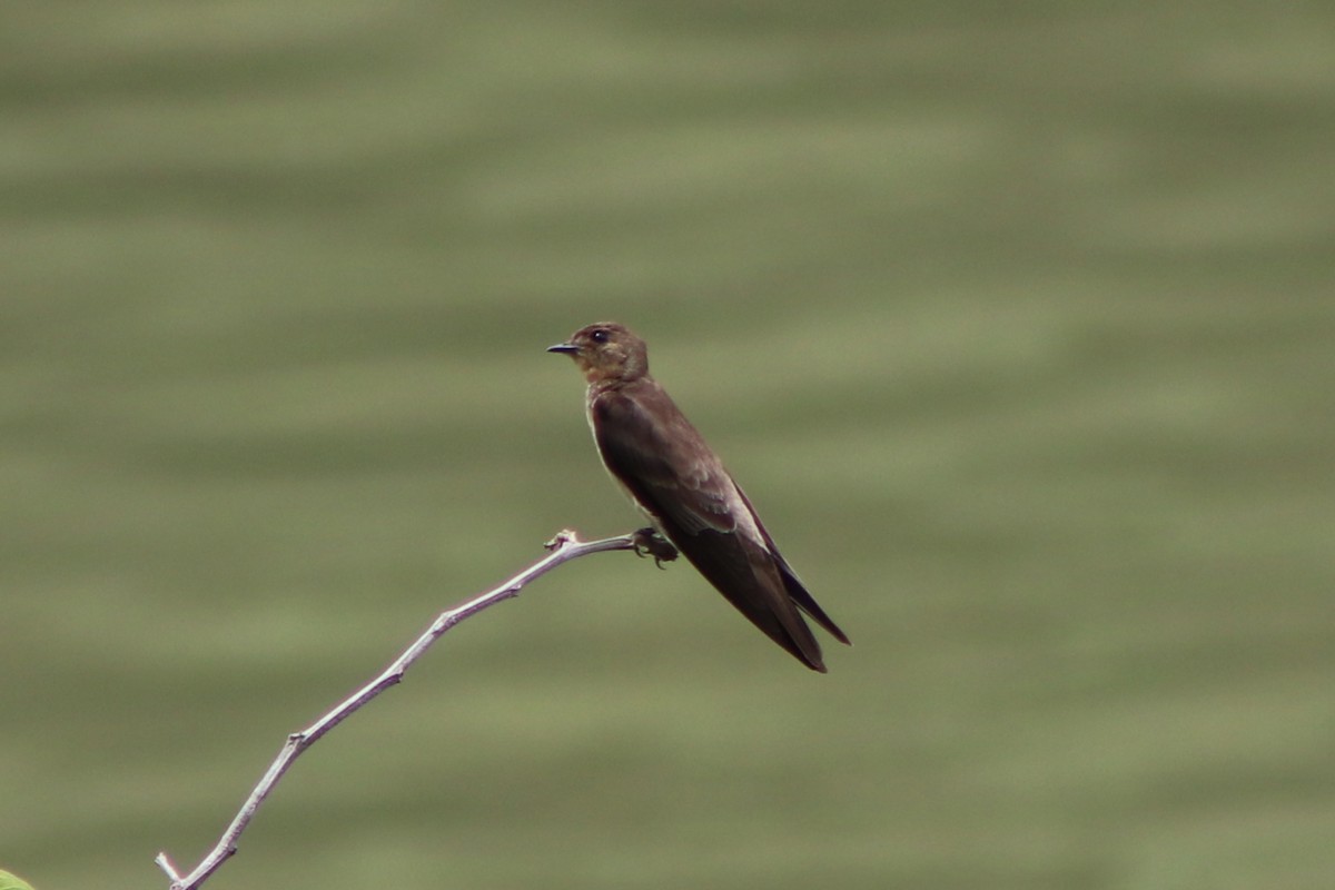 Southern Rough-winged Swallow - ML646254216